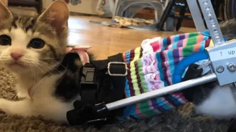 Lifeless Kitten Rescued and Given a Second Shot at Life