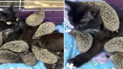 Adorable: A Cat Cares for Eight Abandoned Hedgehogs