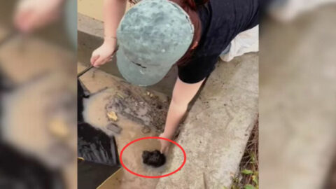 Caring Woman Spots a Dog Struggling in a Canal and Hurries to Rescue Him