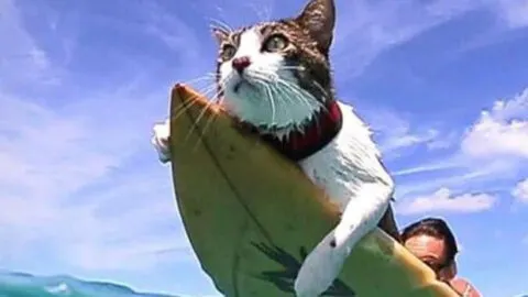 Cat Becomes a Surfing Companion, Catching Waves with Its Owners in Hawai