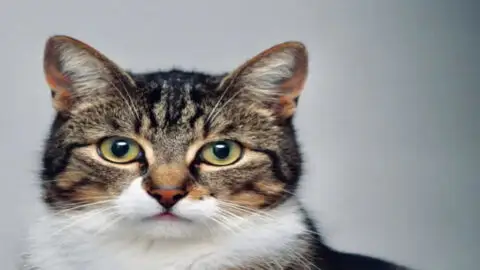 Cat Offers a Helping Hand to Sister Following Birth