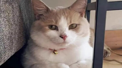 Cat Seeks Refuge at a Shelter, Pleading for Assistance