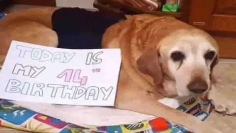 Celebrating a Dog’s Birthday: Wishing Him Love and Joy Today!