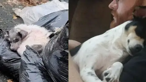 Discovered a Stray Dog Napping on Trash Bags and Committed to Making Him the Happiest Dog Around