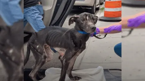 Dog in Critical Condition Discovered Under Bridge Becomes a Beautiful Companion After Inspiring Recovery