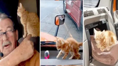 Experienced Trucker Saves Abandoned Kitten and Teaches Him to Be the Ideal Co-Driver
