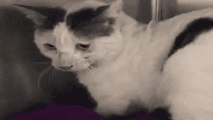 Feral and Aggressive Cat Transforms into a Gentle Companion Who Adores Cuddles