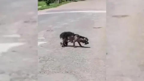 Heartbroken Mother Dog Wept After Her Puppies Were Taken From Her, Until She Encountered a Wonderful Rescuer