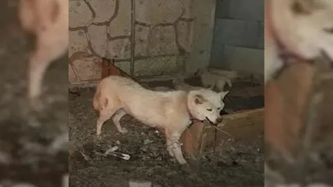 Ill Mother Dog Seeking Shelter Under a Bridge is Desperate for Help Until She Encounters a Kindhearted Rescuer