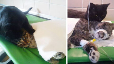 Incredible Nurse Cat from Poland Cares for Fellow Animals at Shelter