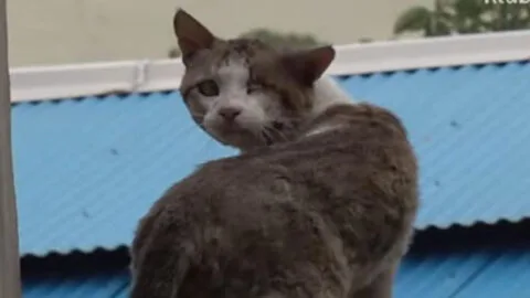 People Believed a Nail Was Driven into This Cat’s Head Until They Discovered the Astonishing Reality