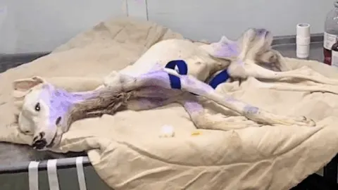 She Gave Birth After a Month of Starvation, Literally Consumed by Worms