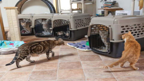 UC-Davis Ends Kitten Experiments and Releases More Than a Dozen Cats
