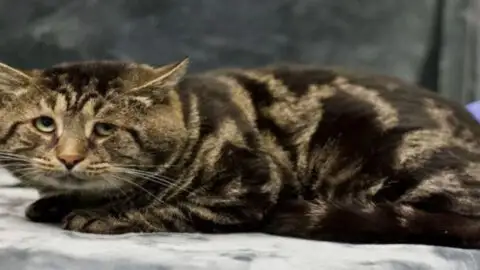 With the Help of the Internet, Heartbroken Fishtopher Finally Finds a Forever Home