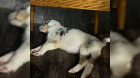 Woman Welcomes an Adorable Puppy into Her Home, Only to Discover She Has a Hidden Issue