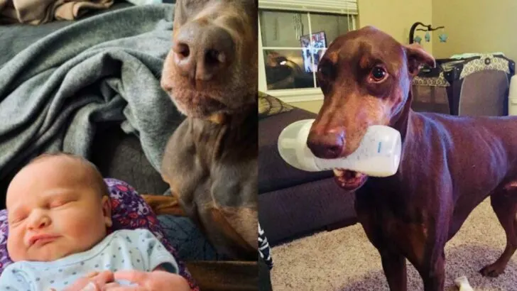 He Came Into My Life as a Service Dog, But Stayed as My Rock Through Motherhood