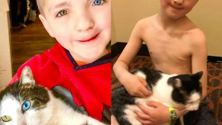 Boy Who Faced Bullying Finds Healing in Cat With Same Cleft Lip and Heterochromia