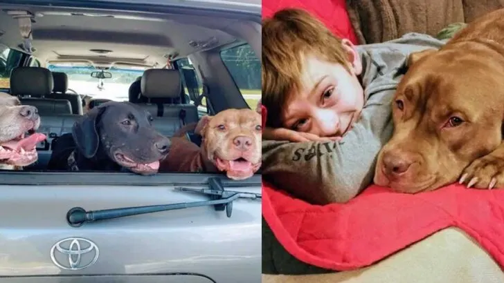 Rescued, Loved, and Lost: How a Broken Dog Became Our Family’s Fiercest Guardian and Gentlest Goodbye