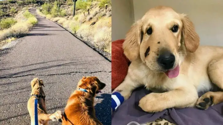 Hero Puppy Saves Owner from Rattlesnake