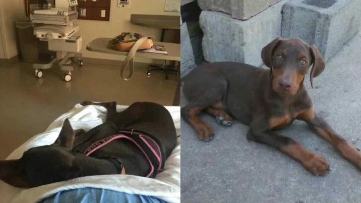 Jager the Doberman: How My Service Dog Saved and Shaped My Life