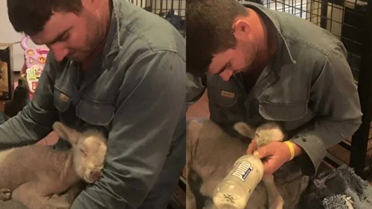 One Bad Company Doesn&rsquo;t Define Them: Defending Farmers, Live Export Truths, and the Love Behind the Land