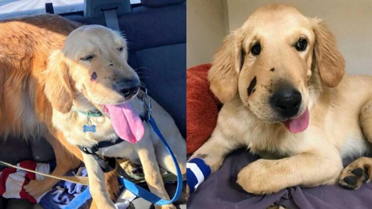 Arizona Puppy Todd Becomes a Hero After Saving Owner From Hidden Rattlesnake Bite During Morning Hike