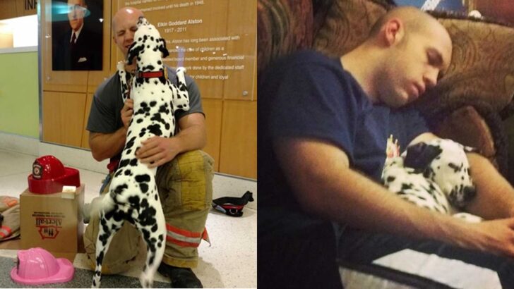 Firefighter’s Final Farewell: How a Dalmatian Named Ember Became a Hero of Hope, Healing, and Lasting Love Before Crossing the Rainbow Bridge