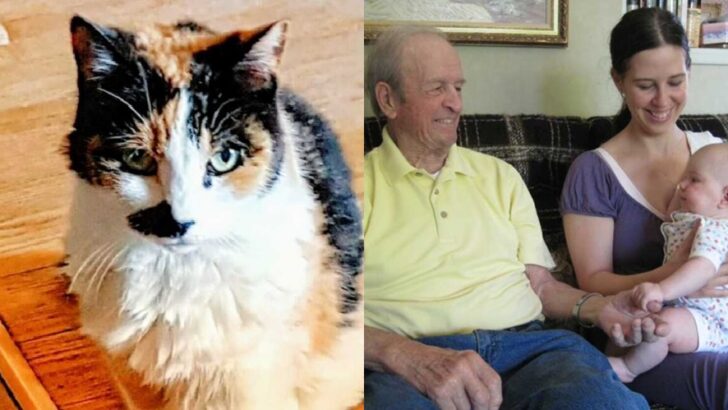 From War Survivor to Loving Grandfather: How a Heroic Cat Saved a 94-Year-Old’s Life and Left a Legacy of Strength, Kindness, and Hope