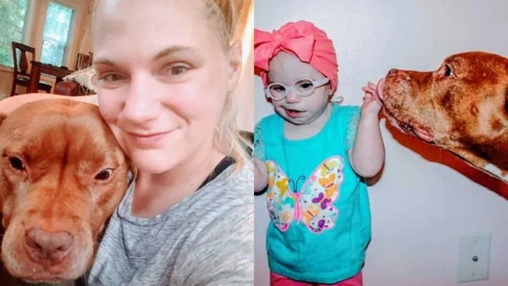 From Rescue to Family: Woman Honors Loyal Pit Bull Who Overcame Abuse, Protected Her Children, and Taught Unconditional Love Until His Last Breath