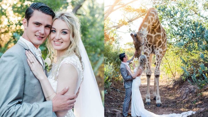 ‘We Got Photobombed by a Gentle Giant’: South African Couple’s Wedding Turns Magical as Curious Giraffe Joins the Celebration       