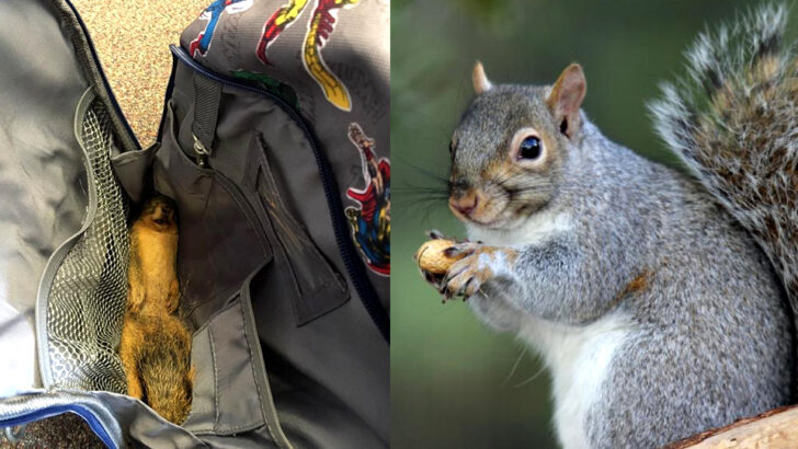 Country Kid Brings Peaceful Surprise to School. Dead Squirrel in Backpack Sparks Hilarious Principal Call