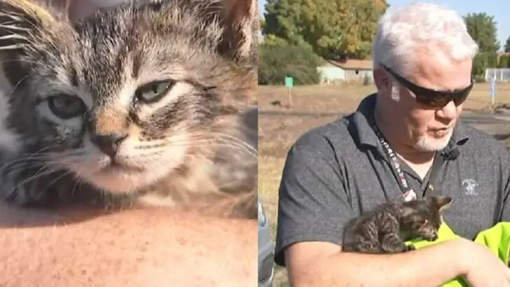She Was Glued to the Middle of a Busy Road, Terrified and Alone—Until a Stranger Stopped Traffic to Save Her and Gave Her a New Life as ‘Sticky the Kitty’